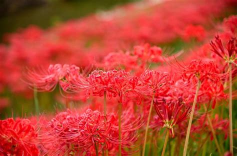 彼岸花 紫色|彼岸花の花言葉や由来｜色別（紫色・白色・ピンク 